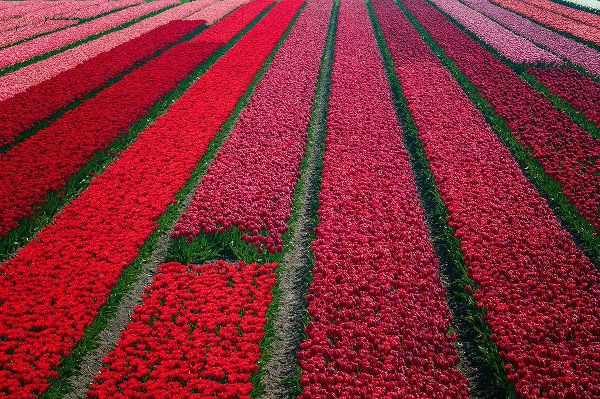 Jaynes Gallery 아티스트의 Europe-The Netherlands-Tulip field in the Beemster area작품입니다.
